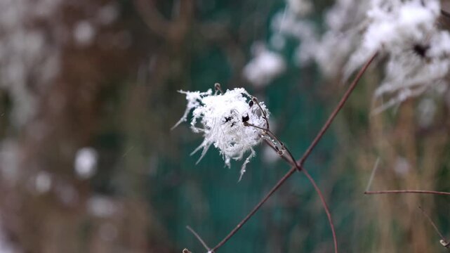 Fluffy clematis seed head during winter snowfall