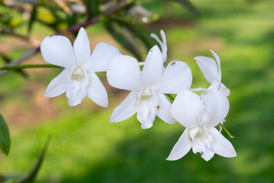 Beautiful white orchid flowers blooming branch against soft green garden background representing tropical nature floral beauty freshness elegance