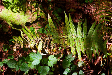 Close-up of a fern leaf with beautiful golden and green hues fading into autumn, showing natural textures and delicate forest details in soft dappled sunlight on the ground © PhotoChur