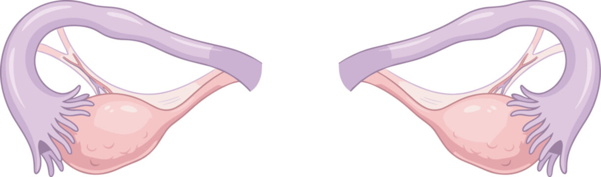 Anatomical vector illustration showing isolated bilateral pair of human ovaries fallopian tubes and fimbriae structures for medical presentation and healthcare infographics
