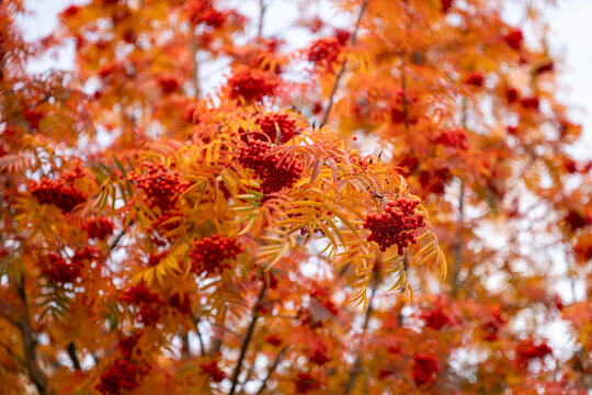 Autumn rowan tree with bright red berries and colorful orange foliage