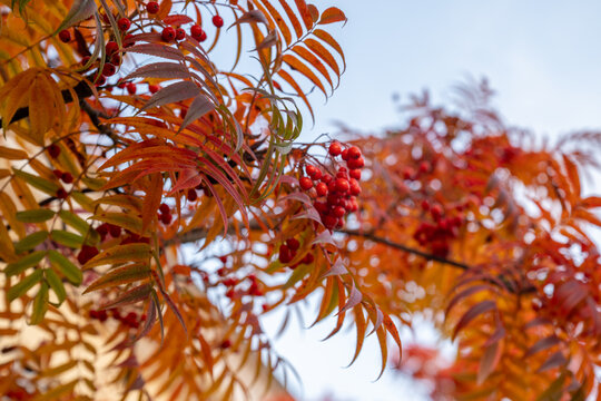 Autumn rowan branches with red berries and vibrant orange foliage against sky