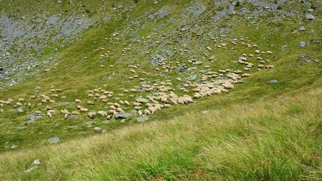 Sheep spread across a steep grassy and rocky slope near the Transfagarasan in the Romanian Carpathians