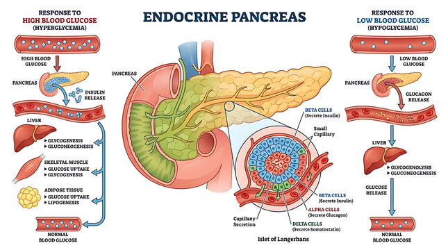 Medical diagram of the endocrine pancreas showing blood glucose regulation through insulin and glucagon hormone release
