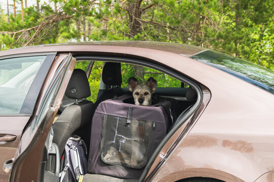 Dog sitting in soft travel carrier on back seat of parked car with open door during summer road trip in nature