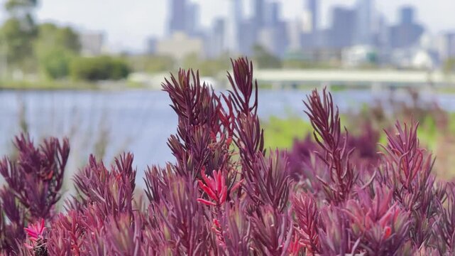 A panoramic view of Melbourne CBD skyscrapers and the slow-flowing Maribyrnong River, seen from Footscray Park, Victoria, Australia.