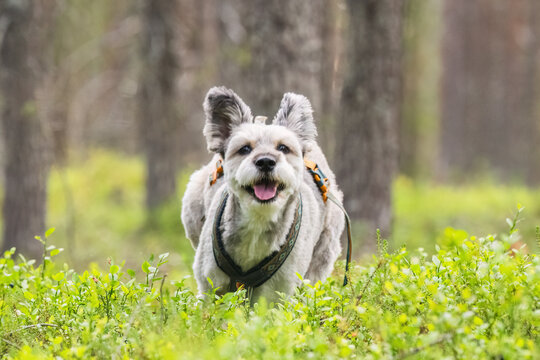 Happy dog wearing harness standing in lush green forest during outdoor summer walk in nature