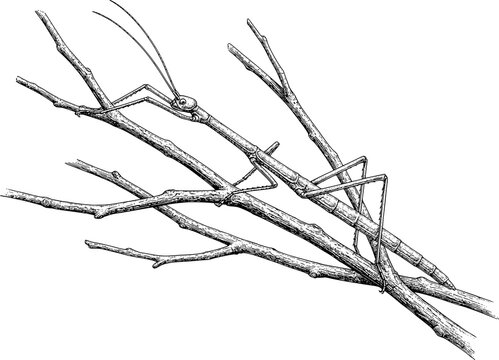 Walking Stick Insect Camouflaged on Branch Vintage Black and White Scientific Illustration