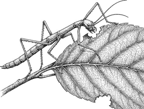 Walking Stick Insect Camouflaged on Branch Vintage Black and White Scientific Illustration