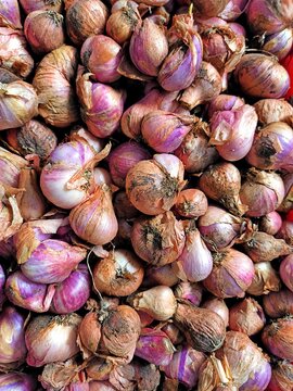 Close-up view of freshly harvested red shallots with natural papery skins, earthy textures, and varied purple and brown tones. The rustic agricultural produce creates an authentic food and farming bac