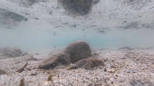 Underwater scene sand goby polewig fish Pomatoschistus minutus laying on sandy sea bed in shallow ocean water on Coral Coast, Fiji, South Pacific