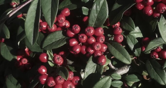 Cluster of bright red berries growing among dense green leaves on a shrub in sunny outdoors.
