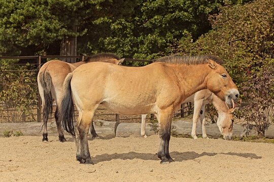 Three Przewalski's horses (Equus ferus przewalskii), also widely known as the Mongolian wild horse or takhi, Korkeasaari Zoo, Helsinki, Finland, Europe.