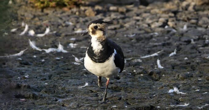 One northern lapwing ((Vanellus vanellus)  the Camargue, Southern France.