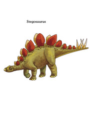 Stegosaurus Dinosaur Scientific Illustration Isolated on White Background © Jihua