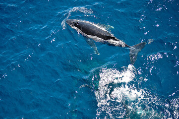 Humpback whale swimming at the ocean surface in Australia © Konstantin
