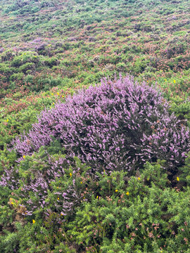 Purple heather blooms among dense green gorse and low coastal vegetation on the rugged heathland of Howth in County Dublin, Ireland.