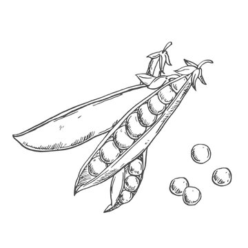 Hand drawn green pea pods and peas vector illustration isolated on white background