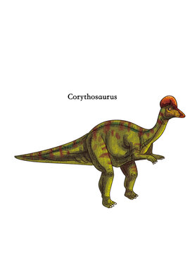 A standing Corythosaurus from the age of dinosaurs.