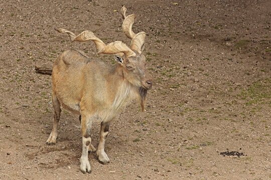 Male Markhor (Capra falconeri heptneri), is a type of screw-horned goat native to the mountainous regions of Central and western South Asia, Korkeasaari Zoo, Helsinki, Finland, Europe.