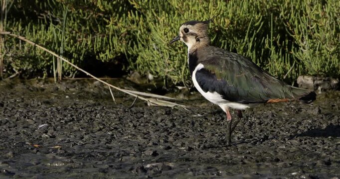 One northern lapwing ((Vanellus vanellus)  the Camargue, Southern France.