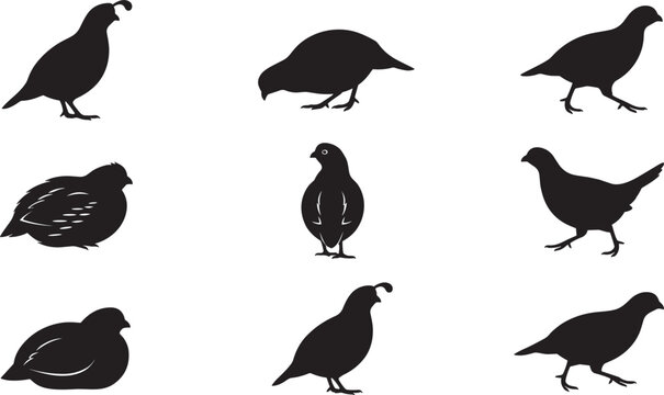 Quail bird silhouette icons vector illustration set wild partridge gamefowl poultry collection on solid white background