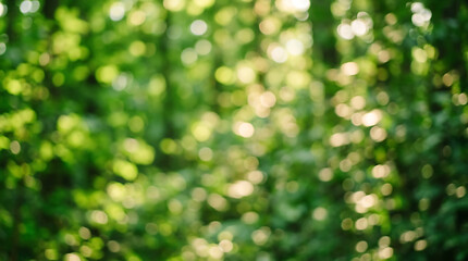 Fototapeta premium Abstract blurred green foliage background with sunlight filtering through trees