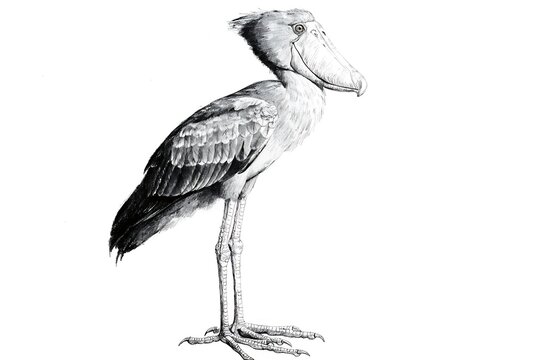Elegant black and white ibis bird standing on one leg