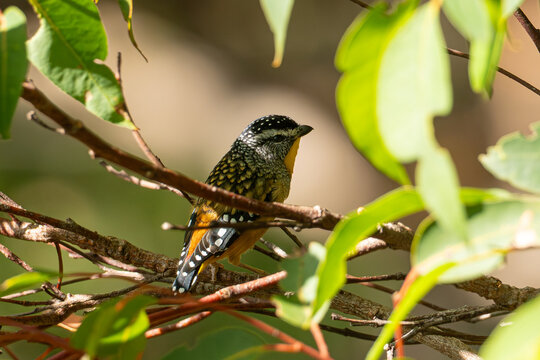 Spotted pardalote, Pardalotus punctatus, at Valley of the Giants Tree Top Walk