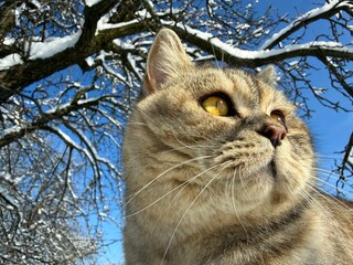 Adorable cat in snowy garden © OLENA LIALINA