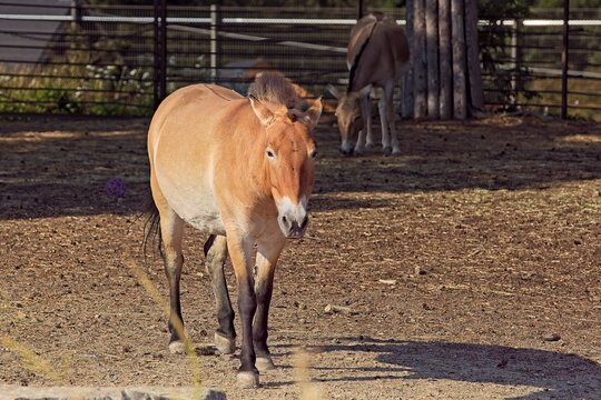 Przewalski's horse (Equus ferus przewalskii), also widely known as the Mongolian wild horse or takhi, Korkeasaari Zoo, Helsinki, Finland, Europe.