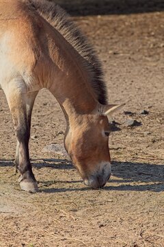 Przewalski's horse (Equus ferus przewalskii), also widely known as the Mongolian wild horse or takhi, Korkeasaari Zoo, Helsinki, Finland, Europe.