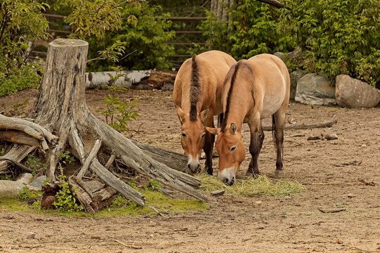 Two Przewalski's horses (Equus ferus przewalskii) eating, Korkeasaari Zoo, Helsinki, Finland, Europe.