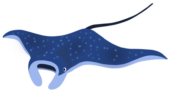 manta ray