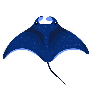 manta ray