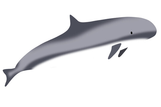 Dophin 