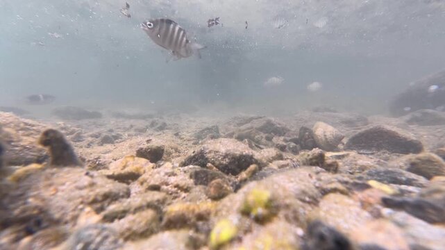 Tropical saltwater fish Blackspot sergeant damselfish Abudefduf sordidusin in shallow ocean water looking at camera on Coral Coast in Fiji, South Pacific