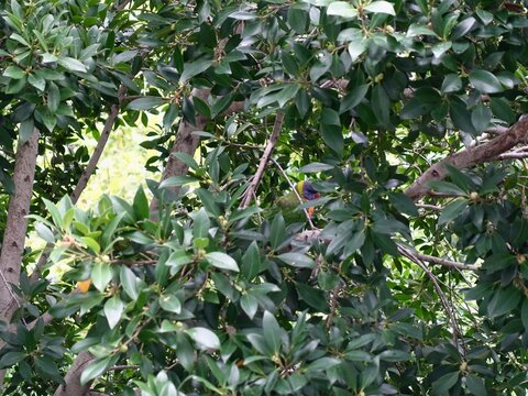 A vibrant rainbow lorikeet rests partially obscured within dense green tree foliage. Natural daylight illuminates the colorful feathers and rich leaves, creating an authentic wildlife concept ideal fo