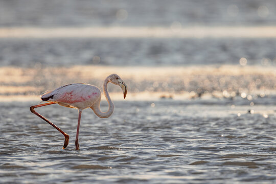 Greater flamingo (Phoenicopterus roseus) in the backlight of the setting sun, standing in a lagoon in the Camargue, France.