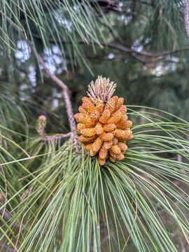Close up of a pine cone of a Canary Island Pine on La Palma, Canary Islands, Spain.