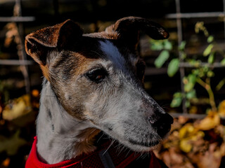 A profile portrait of an adopted old fox terrier mix dog basking and recharging its energy under the warm autumn sunbeams, looking aside thoughtfully in a park. © HodRia