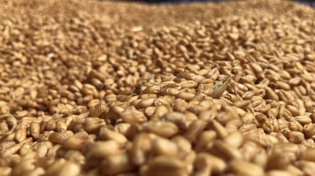 Golden wheat grains close up, organic cereal seeds pile, raw agricultural harvest texture, dry barley kernels for food production