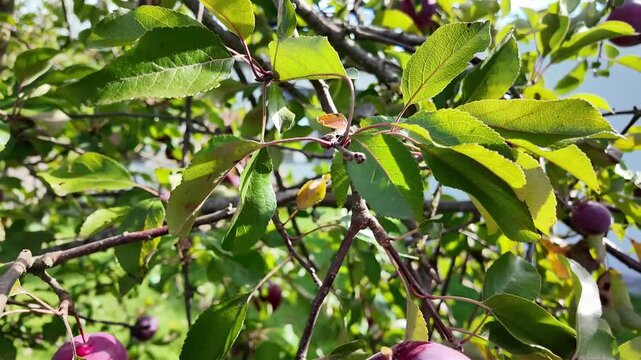 pick an apple from the tree