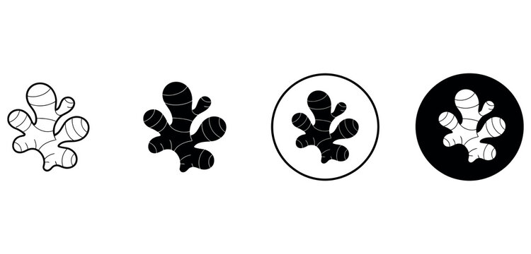 Set of black and white ginger root icons, linear and silhouette style vector design elements.
