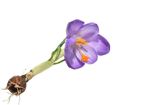 A crocus, a delicate bulbous plant with a purple flower. The corm with its roots, the green leaves, and the bright orange stamens inside the bud are clearly visible.