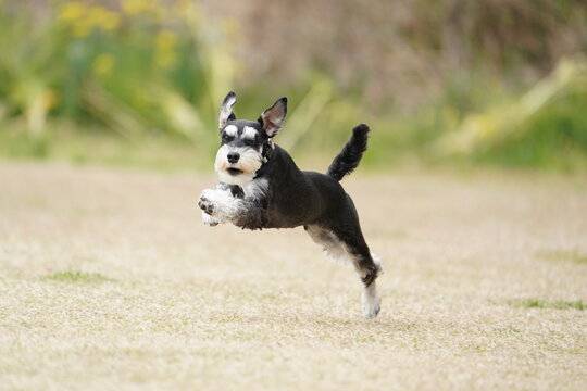 schnauzer dog
