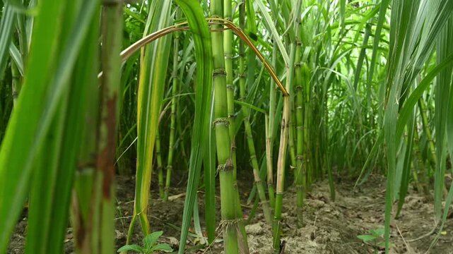 India&rsquo;s sugar industry is vital for agriculture, industry, and rural livelihoods, supporting nearly 5 crore farmers. India is the world&rsquo;s second-largest sugarcane producer.  Now, affected by El Ni&ntilde;o.