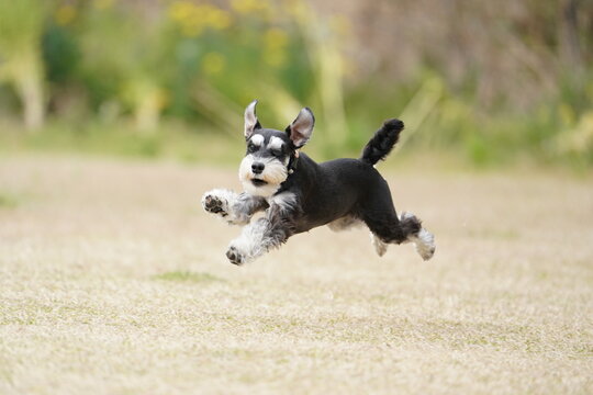 schnauzer