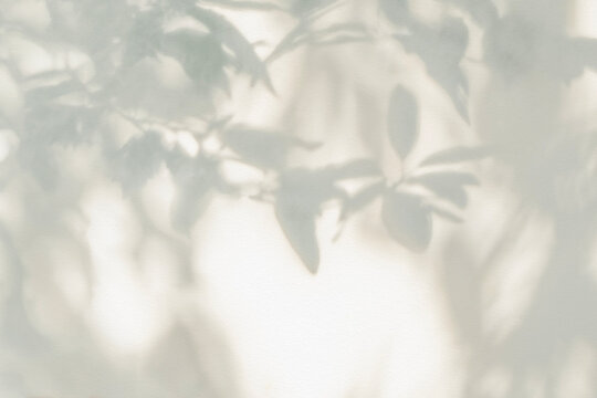 Leaf shadow and light on wall blur background. Sunshine, shadows and darkness of nature tropical leaves tree branch shadow overlay effect foliage mockup