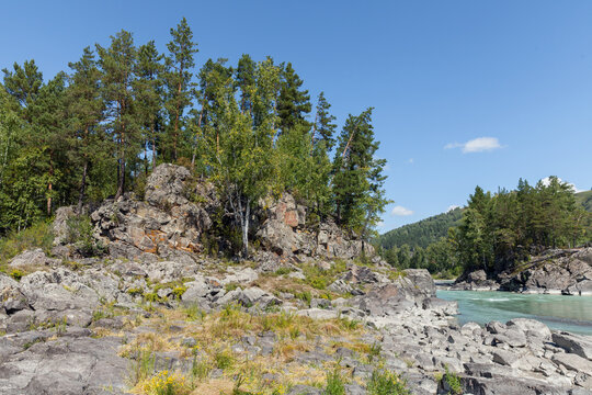 A tranquil mountain river winds past rocky shores and pine forest under a clear blue summer sky. Katun river, Altai